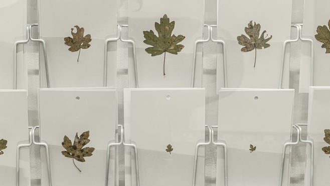 Toutes les feuilles d'un arbre (Œuvres sans artistes) dans The Wrong Gallery (Maurizio Cattelan)